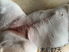 -泰洋动物医院·神经专科·磁共振·CT(天河公园总院)