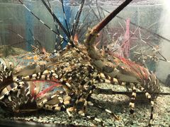 龙虾-Isla Sugbu Seafood City