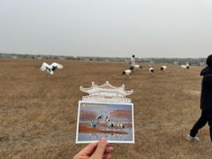 -盐城丹顶鹤湿地生态旅游区