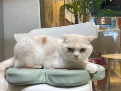 -藏猫猫咖啡主题馆(中央大道店)