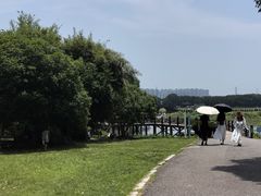 -荷塘月色湿地公园·向阳花洲