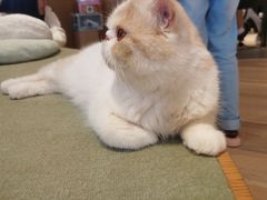 -CAT’S MEWSTAR CAFE·喵星球猫屋(晴湾咖啡店)