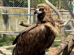 -西霞口神雕山野生动物世界