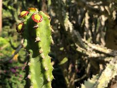 -中国科学院西双版纳热带植物园