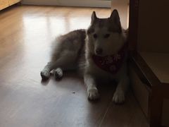 -Husky Go! 哈士奇体验馆·宠物咖啡厅狗咖