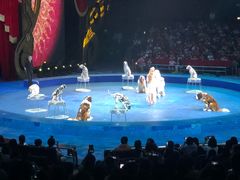 -珠海横琴长隆《卡卡虎奇遇记》