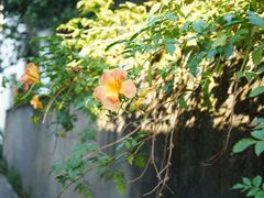 -西溪南古村落景区