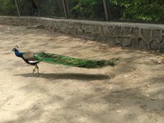 -哈尔滨北方森林动物园