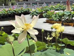-广州莲花山旅游区