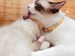 -绒爪撸猫下午茶·猫咖