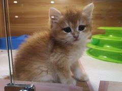 -猫十亿·布偶金渐层·曼基康矮脚猫舍(青年路店)