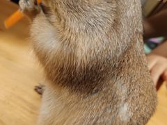 -藦茜花园宠物主题亲子互动体验馆(国顺东路店)