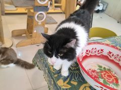 -平行世界·猫咖(首经贸店)