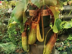 -国家植物园南园