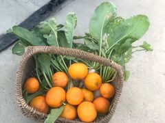 -樂桃源奉贤黄桃种植采摘基地