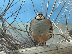 -青藏高原野生动物园