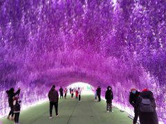 -绿野森林乐园冰雪季