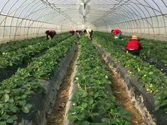 -南汇水蜜桃采摘(大团店)