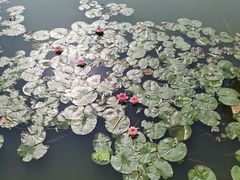 -莲花池公园