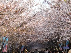 -高东镇樱花园