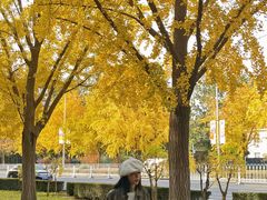 -三里屯东五街银杏大道