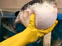 -天正河鲀·河豚亭(大连店)