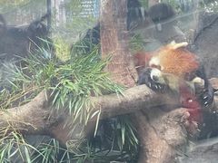 -武汉动物园