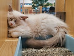 -屋虎猫馆(宝安大仟里店)