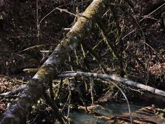 -五营红松林海景区