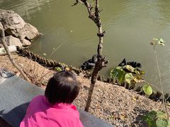 景点-南汇桃花村