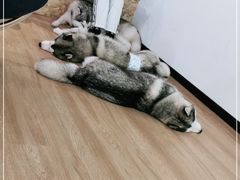 -Husky Go! 哈士奇体验馆·宠物咖啡厅狗咖