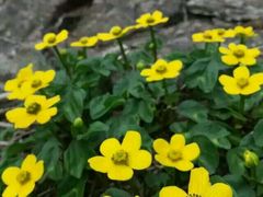 android_upload_pic-下关花鸟市场