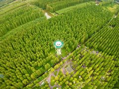 -黄海国家森林公园