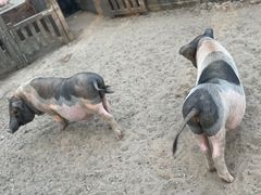 -前小桔亲子创意农场·草莓采摘·露营烧烤