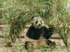 -成都大熊猫繁育研究基地