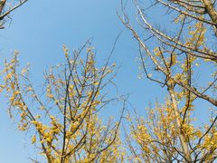-两江幸福广场