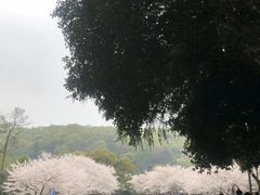 -武汉大学-樱园