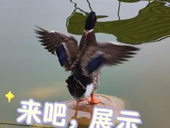 -莲湖公园