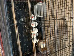 -哈尔滨道外花鸟鱼市场