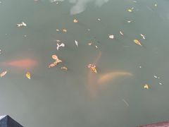 -西湖游船