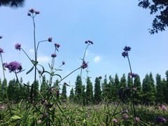 -艾溪湖湿地公园