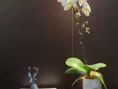 -明湖楼·经典鲁菜山东海鲜(大明湖店)