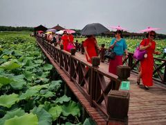 -荷塘月色湿地公园·向阳花洲