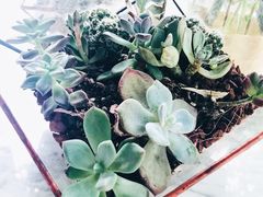 -蝶舍·MAISON PAPILLON