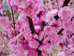 -高庙保安寺
