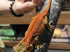 -酷以爬仙阁实体爬宠店·守宫·蜥蜴·专业繁育