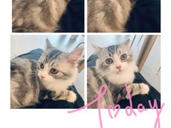 -飞行喵MR PILOT|猫舍·猫咖(静安大融城店)