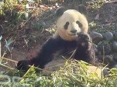 -中国大熊猫保护研究中心雅安碧峰峡基地