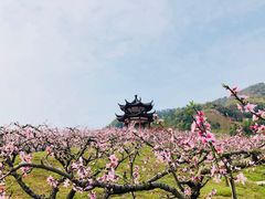 -新建村梅花