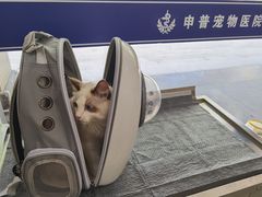 -申普宠物医院·眼科·心内科·影像科(普陀分院)